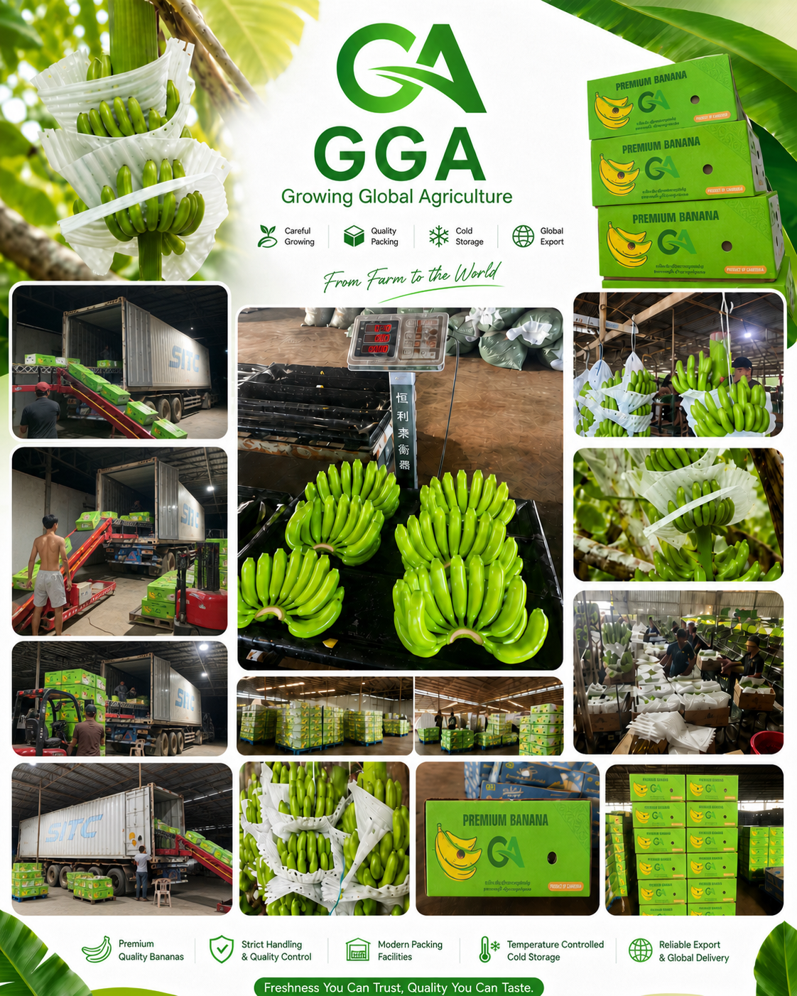GGA Fresh Banana growing, packing, cold storage, and export poster