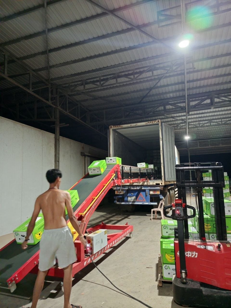 Worker loading banana cartons onto conveyor