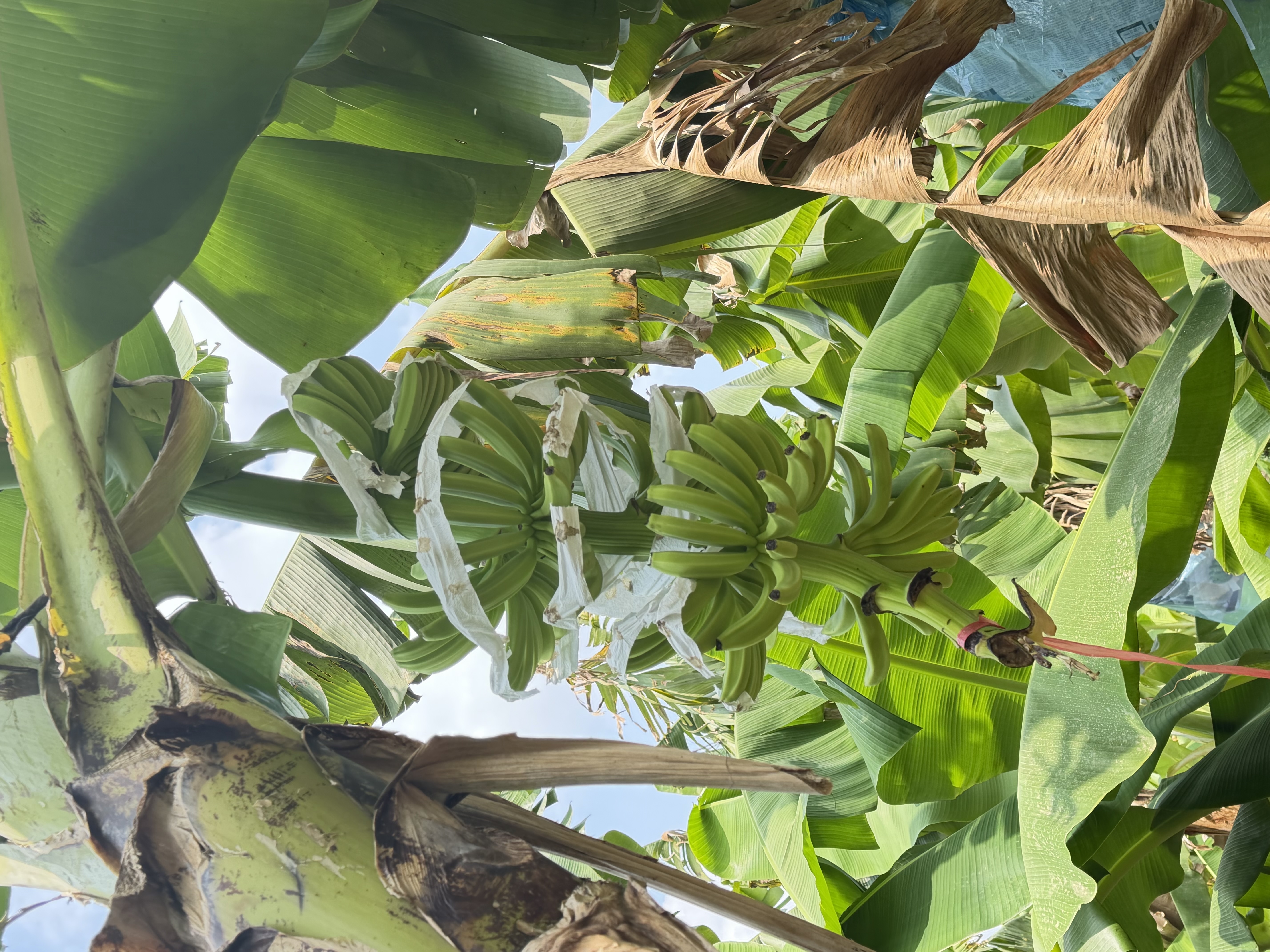 Banana bunch growing on the farm