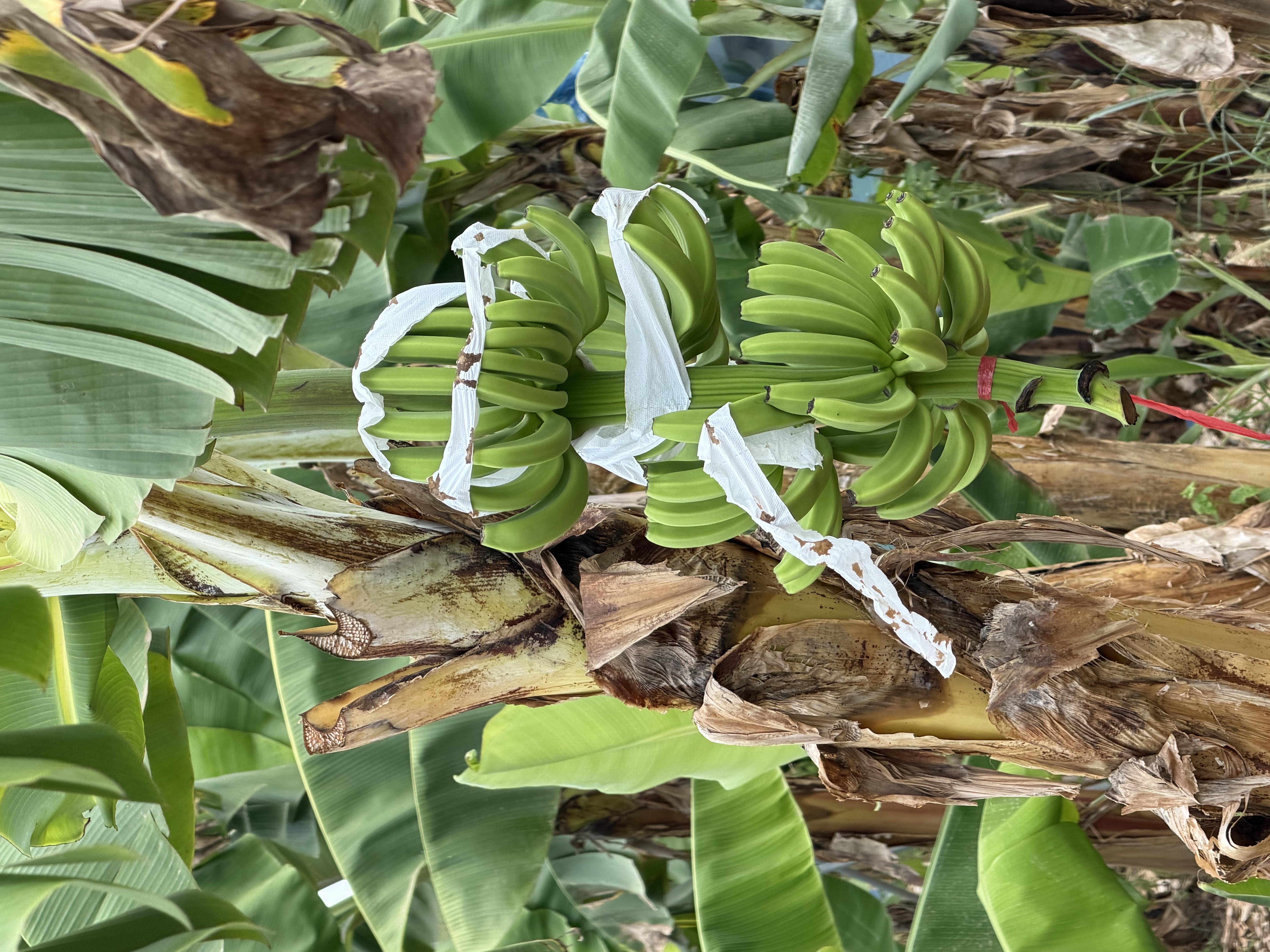 Protected banana bunch on banana tree