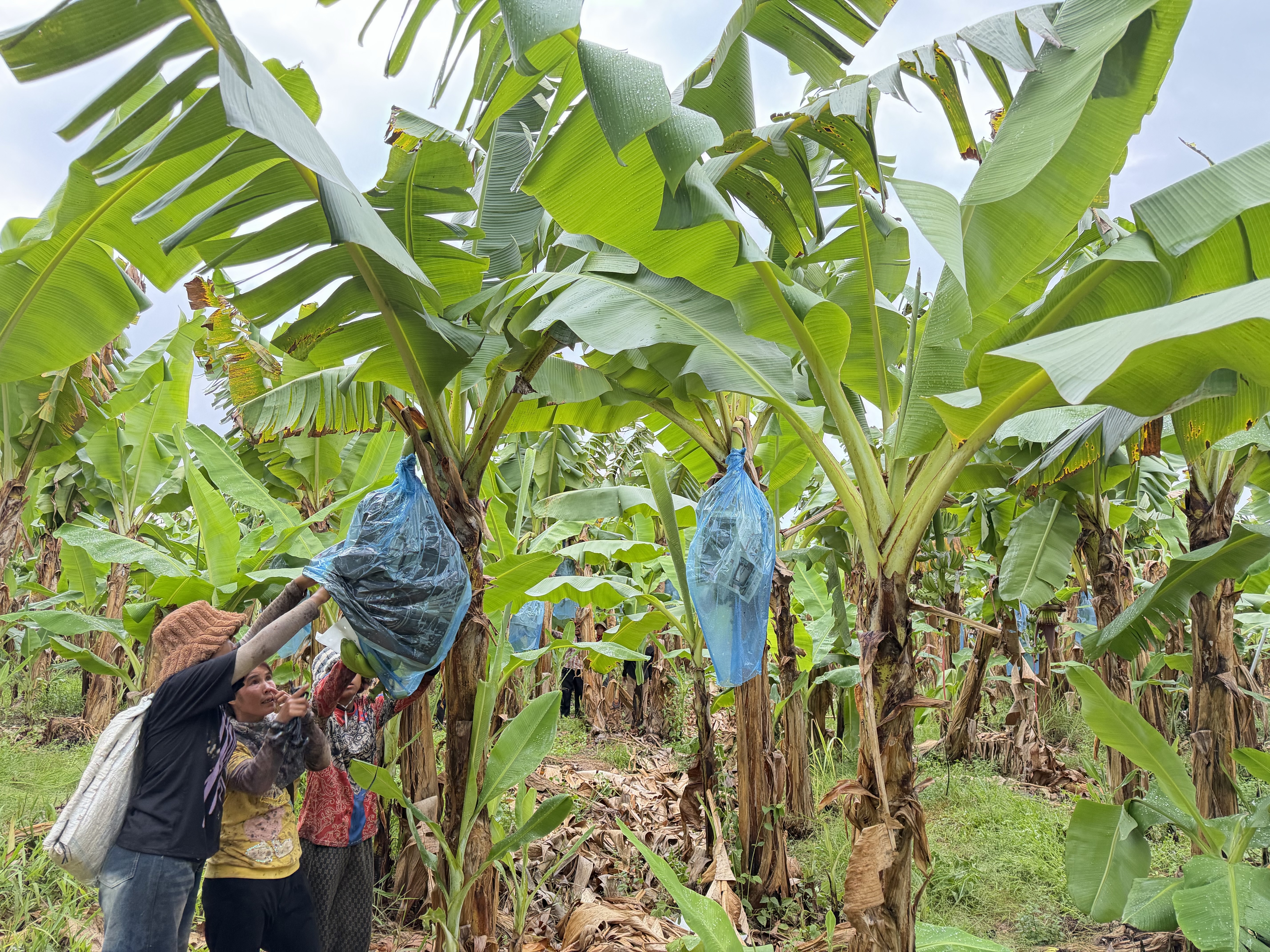 Farm workers covering banana bunches
