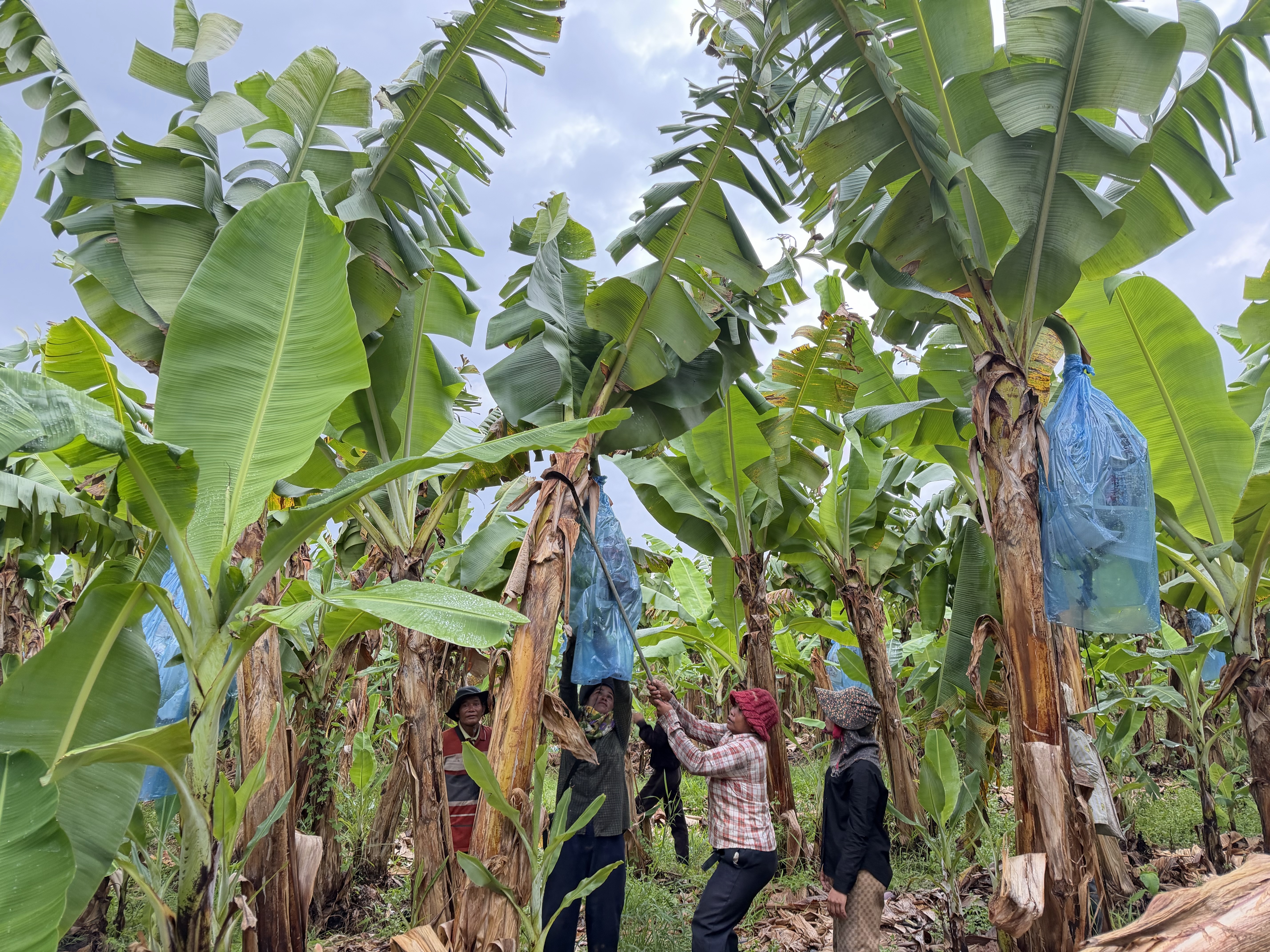 Farm workers tending protected banana bunches