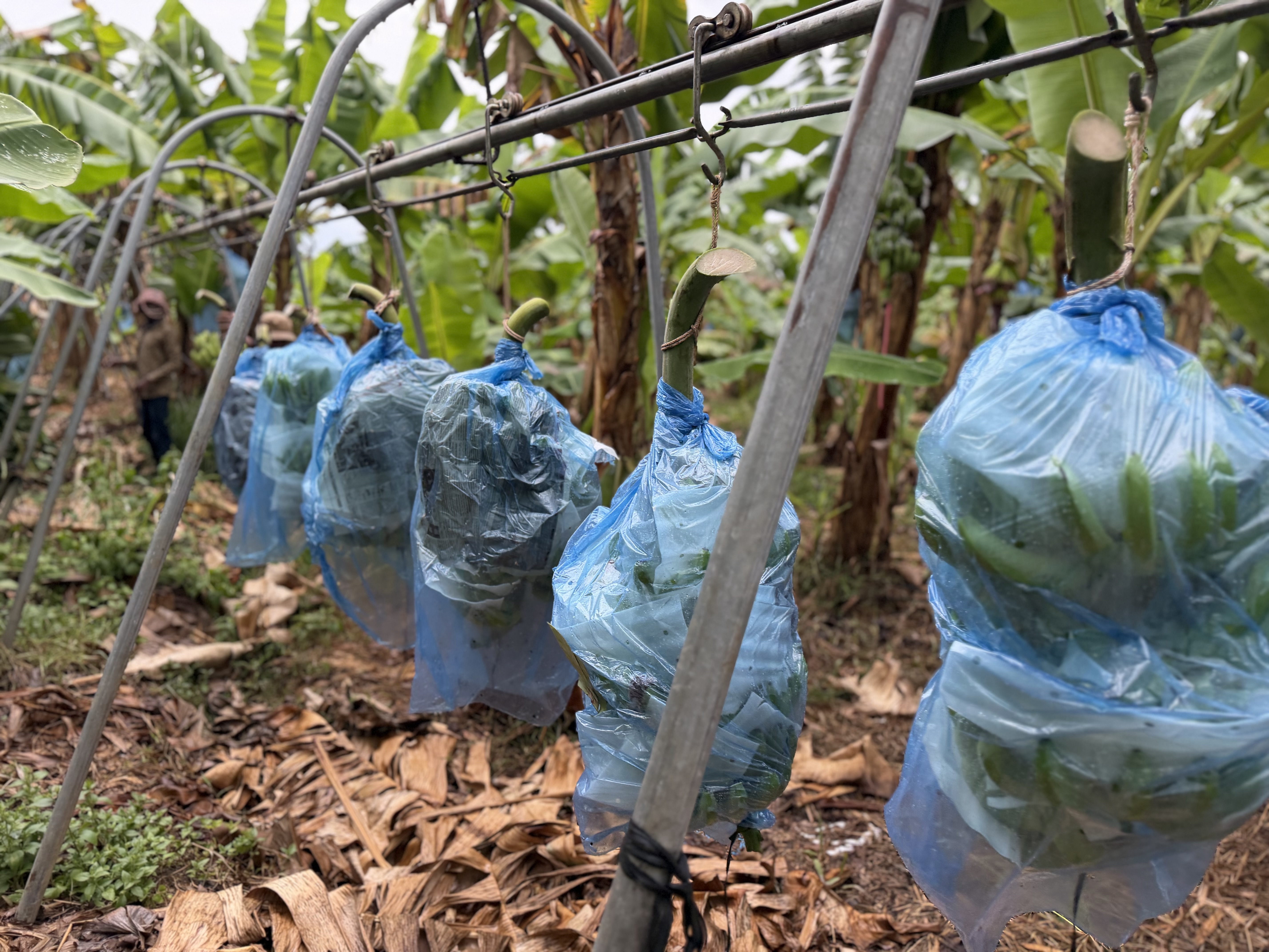 Protected banana bunches covered in blue bags
