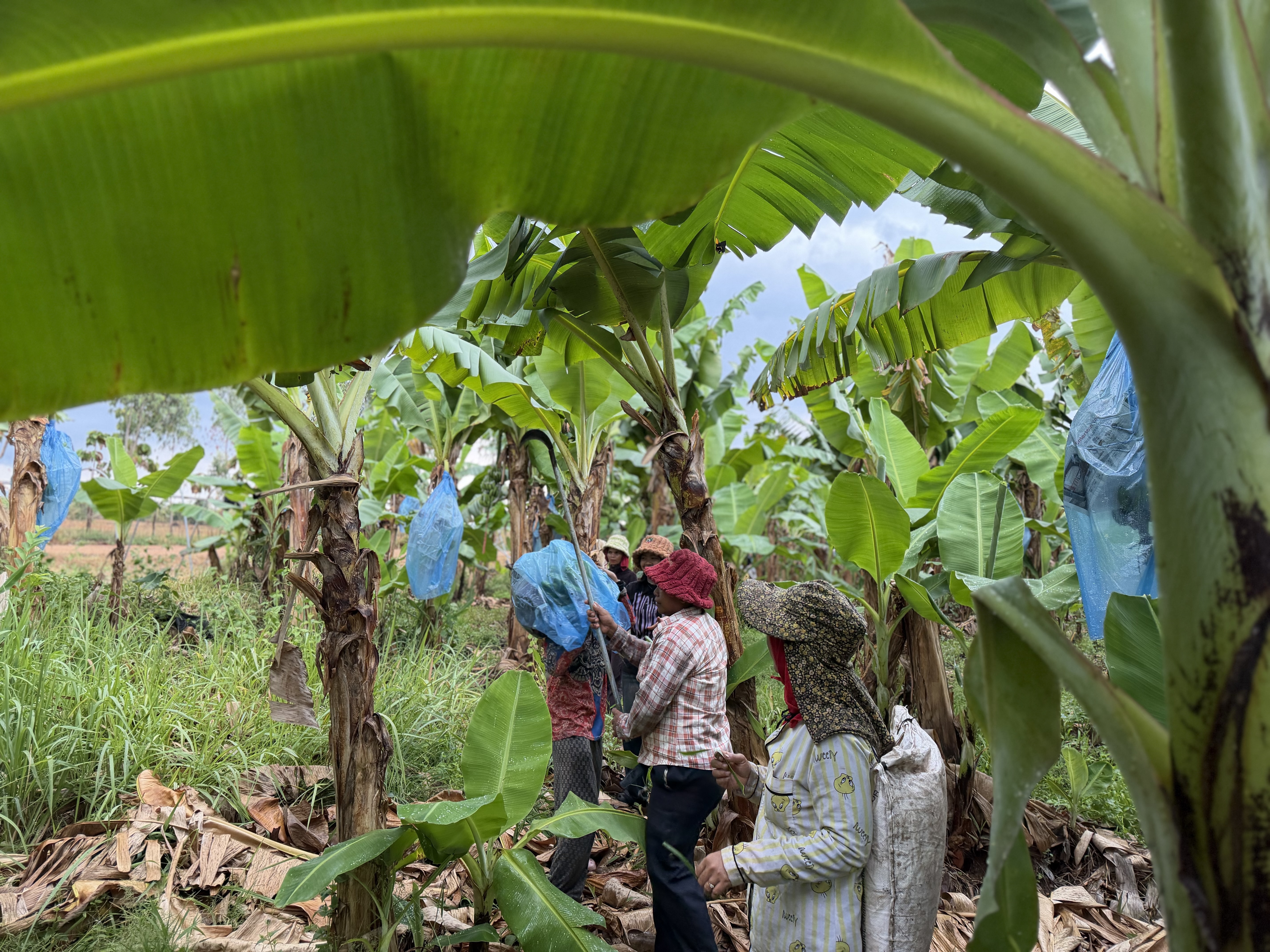 Workers inspecting bananas in the field