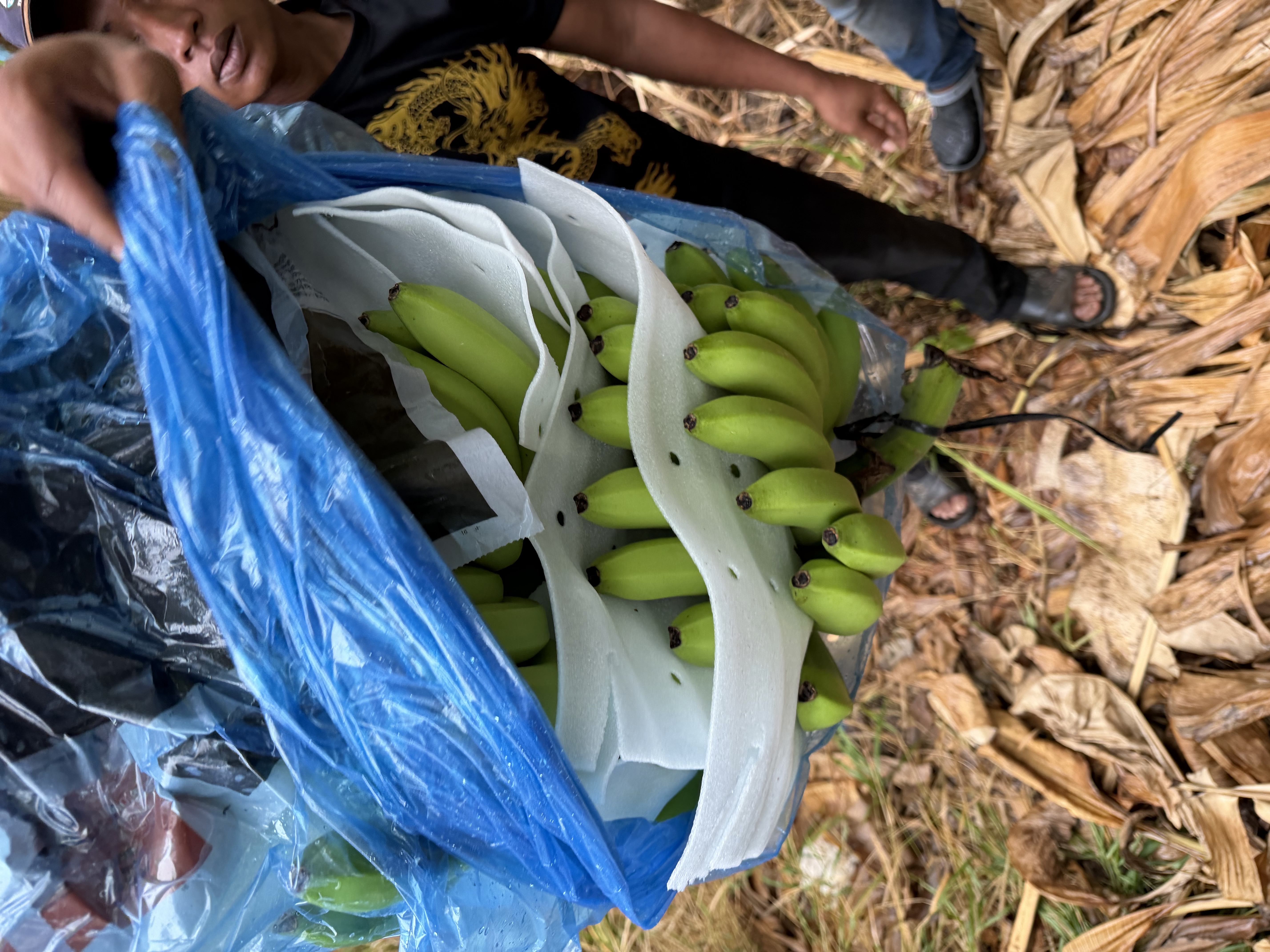 Close-up of protected banana bunch in blue bag