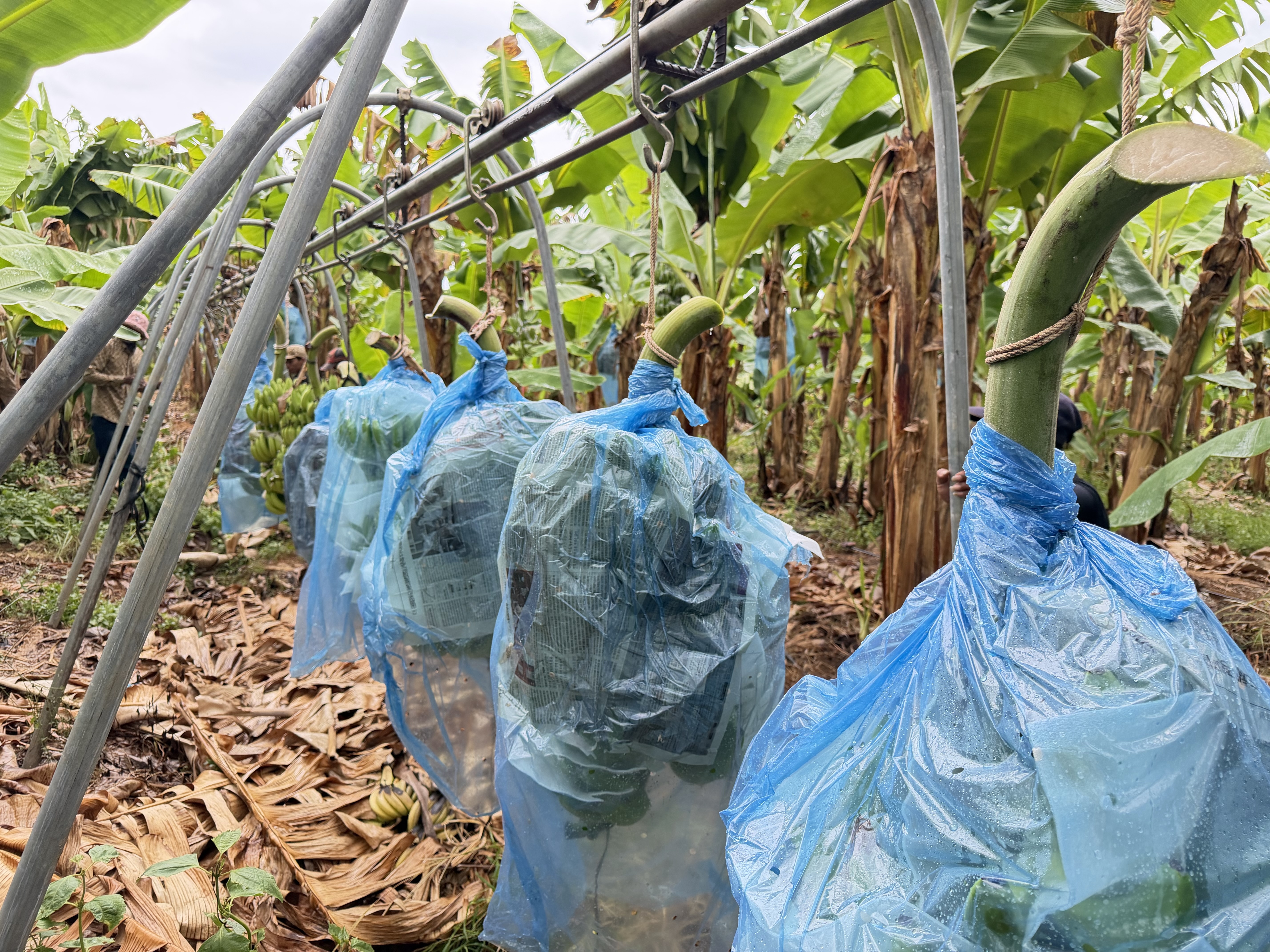 Protected banana bunches hanging along farm rows