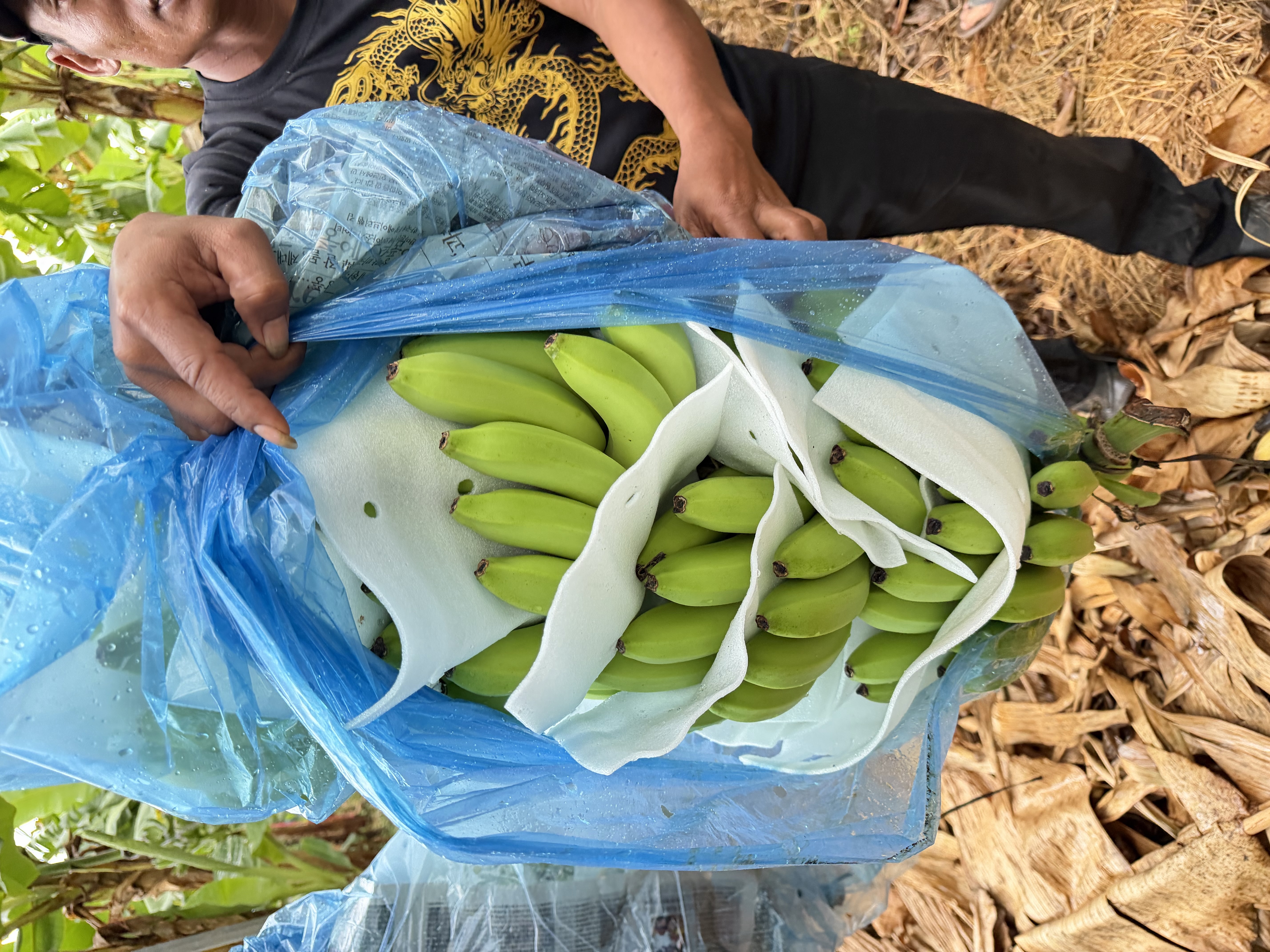 Worker opening protective bag around bananas
