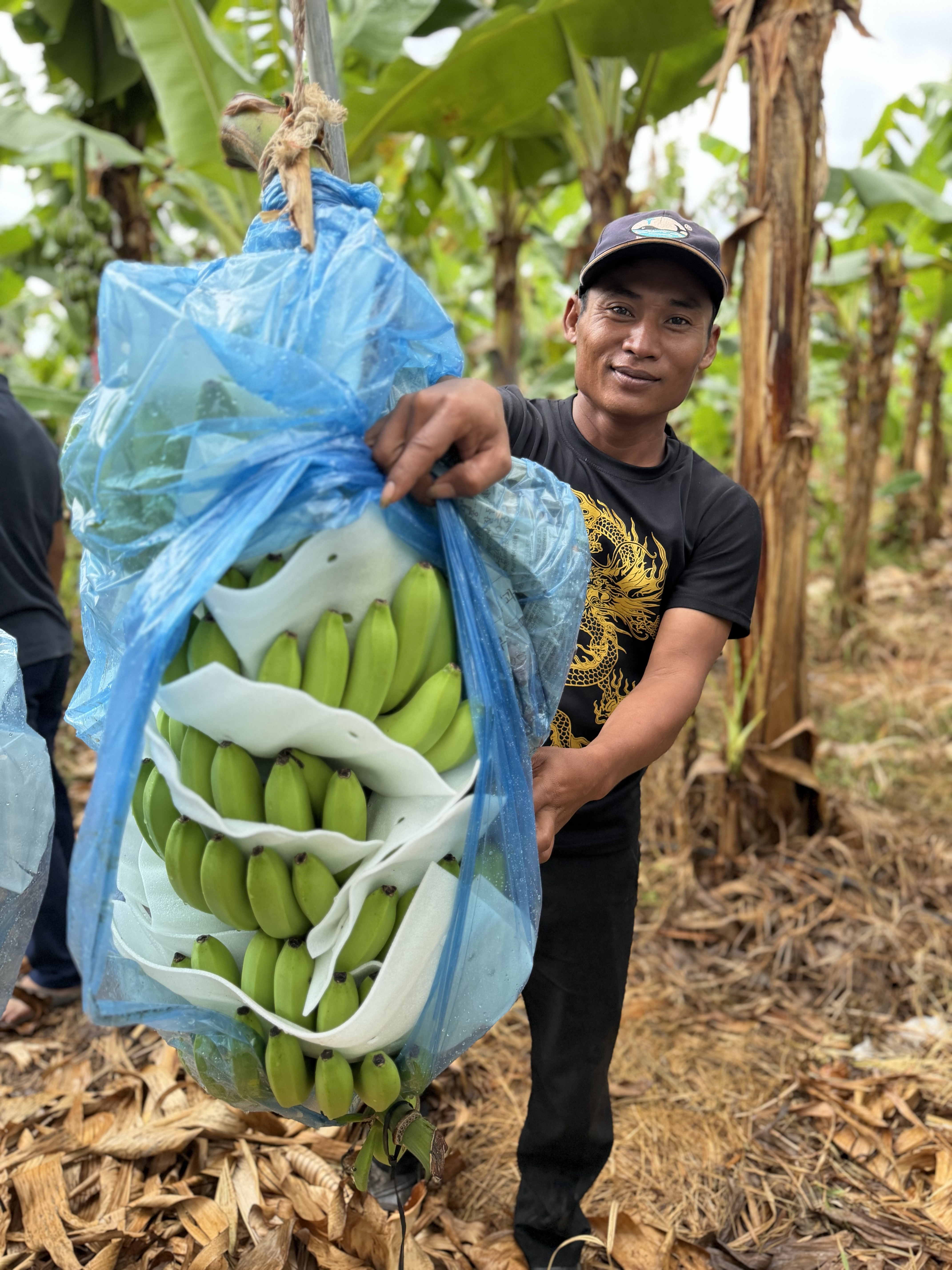 Farm worker showing protected banana bunch