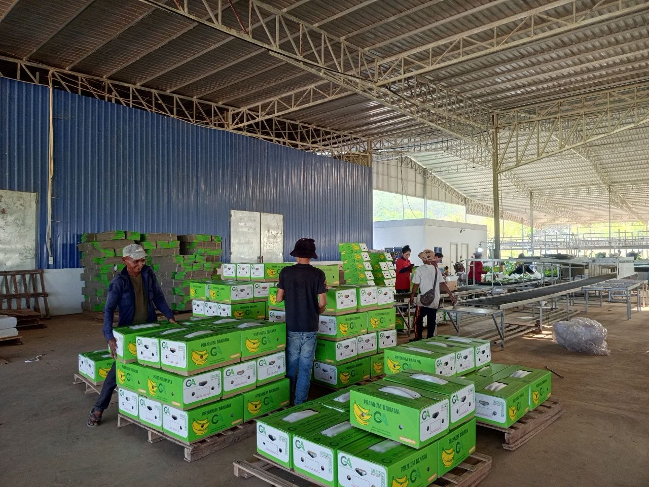 Workers preparing green banana cartons in warehouse